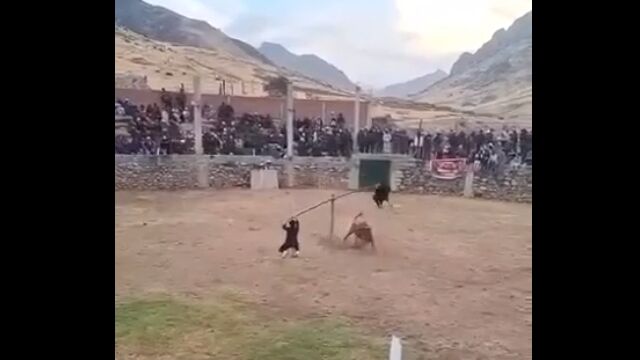 2人のチームワークで暴れ牛を避ける、過激なシーソー闘牛