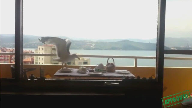 �դƤ֤Ƥ������ԡ�Ļ�����������������ϥץ˥󥰱�����