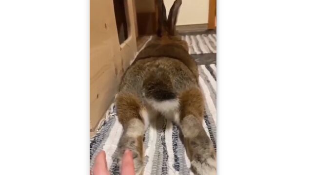 �����������̵�����˿����٤륦�����˥������餷������ȿ���������餷�����塼��