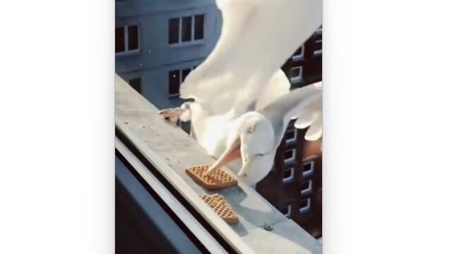 Ļ�������Ǥ⸲���ʡ����ޥ��奢�ȥץ��ե��å���ʥ�ΰ㤤