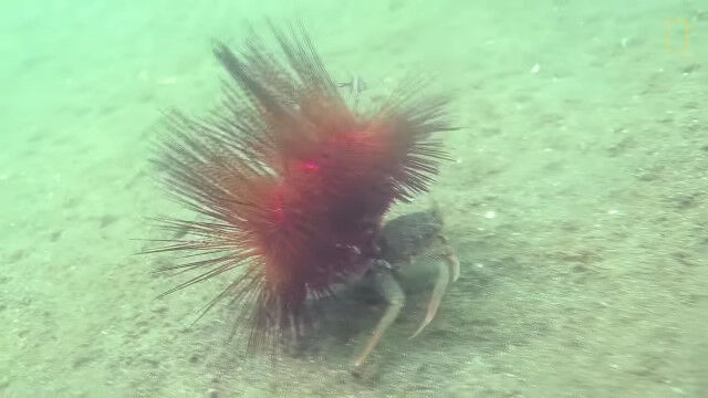 �Ȥ��뤿��˥��ˤ�����������ä��ޤް�ư���륫��