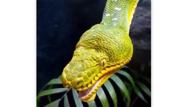 ボアもミズヘビも毒ヘビも、ヘビは結構あくびをする
