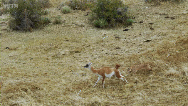 �����ʥ������Ӥ����꿩�餤�Ĥ��ԥ塼�ޤȡ��ԥ塼�ޤ򿶤���Ȥ���ƨ���륰���ʥ��λ�Ʈ