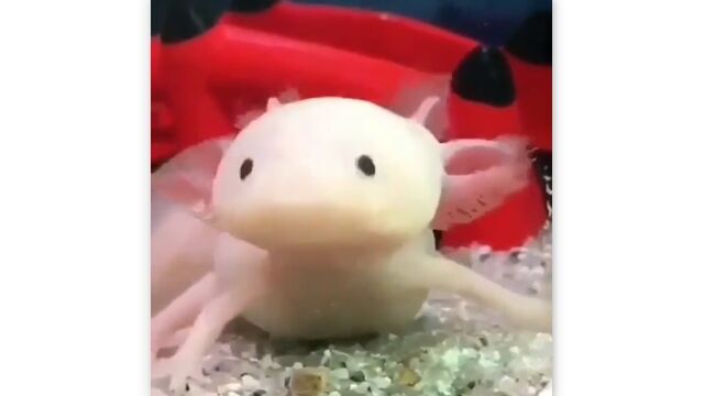 ������ʤ�Ǥ�ȿ�����������륦���ѡ��롼�ѡ����İ���