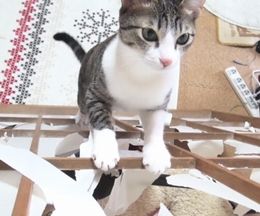 ���ӤĤ����ä�������һ���ˤ�ޤ���ǭ�Τ��Ϥ�����