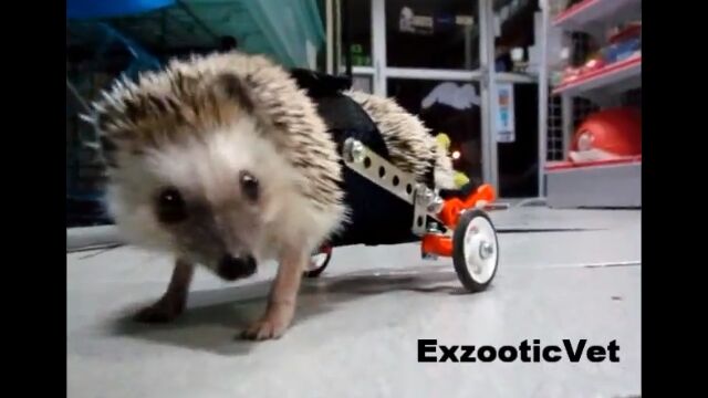 ��Ⱦ������Υϥ�ͥ��ߤ˼�ͳ��Ϳ�����ְػ�