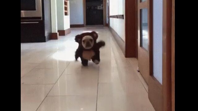 �����̤ꥸ���Х����äƤ��롢�夰��߻Ѥθ��������餷���İ���