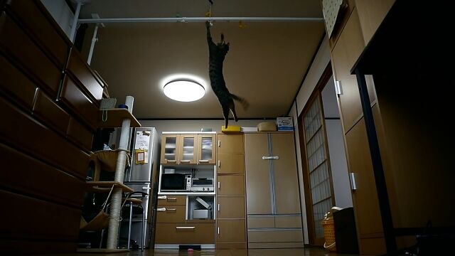 垂直跳び実に2メートル!けしからん猫のジャンプが素晴らしくて美しい