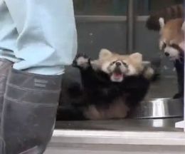 �ӥå��ꤷ���緶���ˤҤä����֤��å����ѥ�����֤���󤬲İ�������