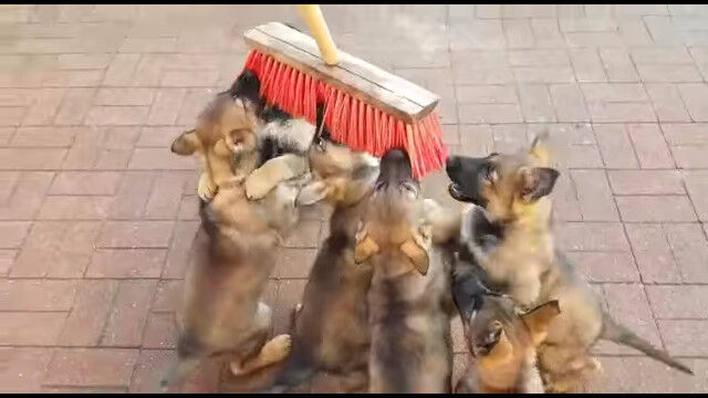 �Ǥä����ǥå��֥饷���繥��������Ҹ��������İ���