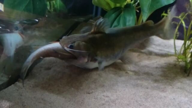 胃袋デカすぎ!自分と同じくらい大きな魚をも丸呑みにするナマズ、バトラクスキャット