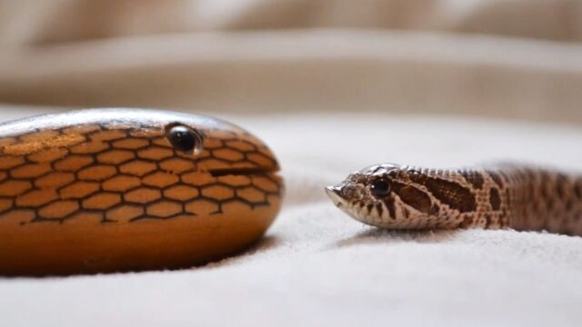 ͧǤΥإӤä֥Хʥإ