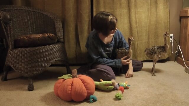 これはヤバい。ダチョウのヒナが想像以上に可愛かった