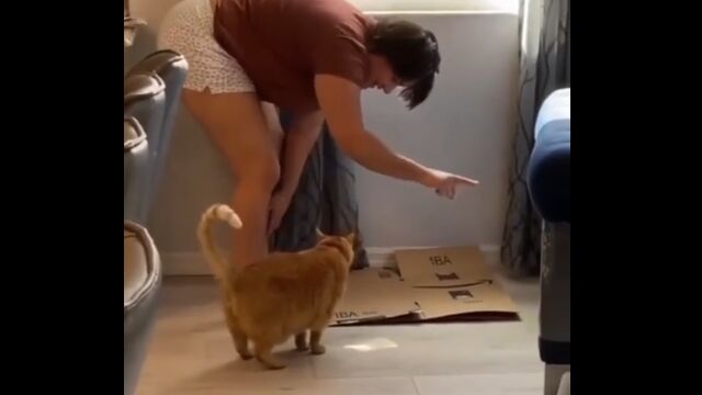 「ソファーはダメ！ダンボールにしなさい！」と、爪とぎのルールを猫に教え込む飼い主