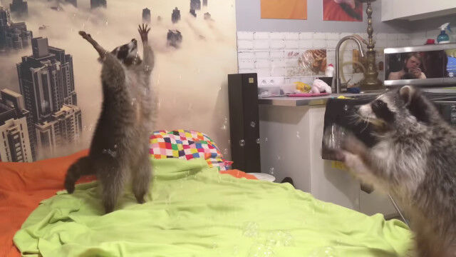 シャボン玉に大はしゃぎ!立ち上がって捕まえて、楽しそうに見える2匹のアライグマ