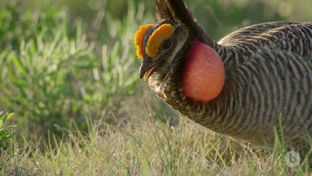 黄色い眉毛と赤い風船を持つ鳥。ヒメソウゲンライチョウの求愛行動が面白い