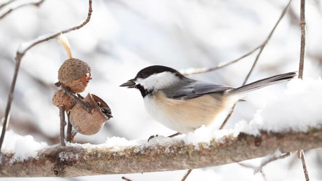 森に住むドングリ人形「ビーコーン」と動物たちを撮る写真家