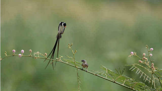 �᥹�ζ᤯�ǥۥХ�󥰤�³���롢�ƥ�˥���祦�εᰦ��ư