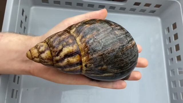 世界最大のカタツムリの一種が成長する様子を2分で見た映像
