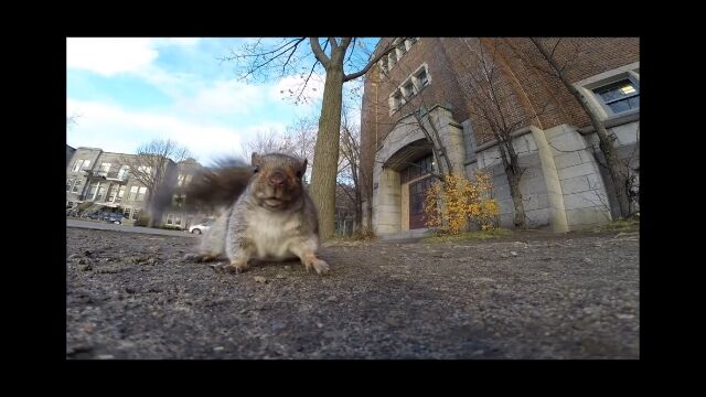 リスに盗まれ、木の上に持ち去られたカメラが見た風景