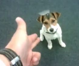 ����ǭ��С��󡪤ȷ⤿��Ƥ��줿�եꡣ�����դ�ݤ򤹤�ưʪ�����α�����