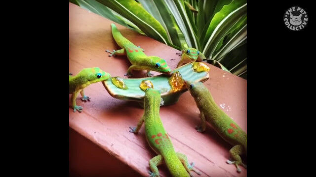 ヘビにトカゲにカメレオン。爬虫類が可愛くてたまらない映像集