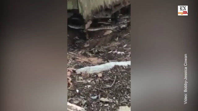 廃小屋を持ち上げたら恐怖の光景。テキサス州の牧場にて、ガラガラヘビの巣窟を発見した瞬間
