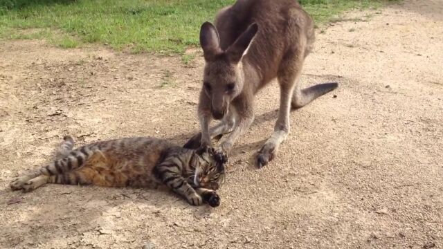 寝ている猫が気になって、前足でまさぐるカンガルー