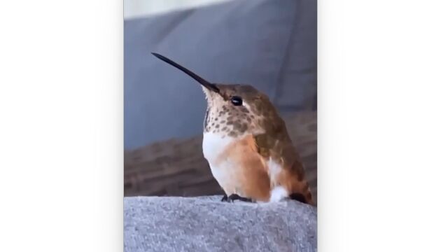 自然界で生き残れるか心配。めちゃめちゃ眠かったらしいハチドリ