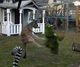 ФΤ̤ߤǥȥ졼˥󥰡ɥХå˽ޤ륫󥬥롼