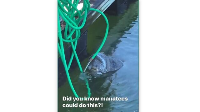 �ä��ο����¡��ޥʥƥ����θ����Υ⥸��⥸��ϡ����Ѥ�ư������ʪ��Ĥ��ळ�Ȥ�Ǥ���