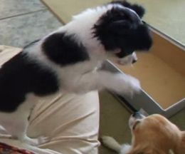 図らずも罠にハマったチワワ犬