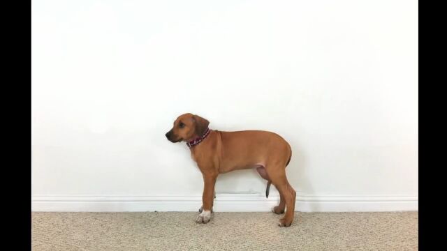 生後2ヶ月から3歳まで、ローデシアン・リッジバック犬のソフィアちゃんがみるみる成長する様子を23秒で見た早回し映像