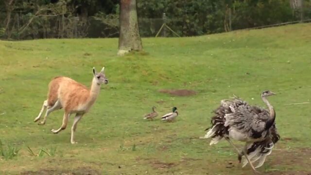 結構本気で逃げるし追ってる、ダチョウとラマの追いかけっこ