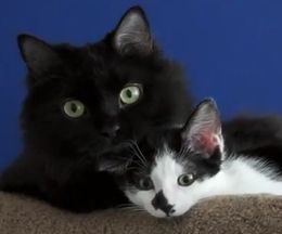 ����������ɤ��ʤäƤ�����ǭ�Ȼ�ǭ��1����