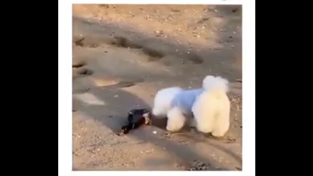 時と場合により、「死んだフリ」は有効