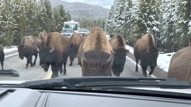 何事もなく通り過ぎてくれと祈らずにはいられない。アメリカバイソンの群れを、車の中で通過待ち
