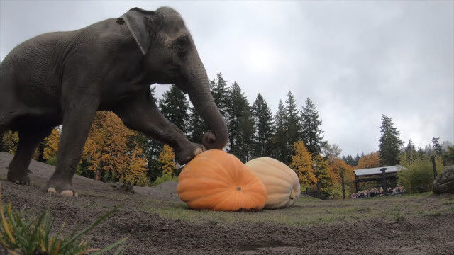 �ǥ����ƸǤ��ϥ�������ε��祫�ܥ����Ƨ�߲����ƿ��٤롢���쥴��ưʪ��Υ������󤿤�