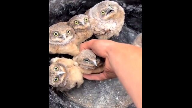 1羽ずつ連れ去られていくアナホリフクロウの雛。驚愕の表情、といった感じで可愛い