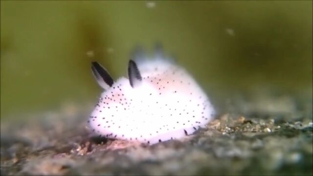 まるでフワフワの白ウサギみたい!西伊豆で撮影されたゴマフビロードウミウシが可愛い