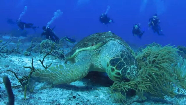 カリブ海をゆったり泳ぐ、巨大なアカウミガメの迫力が凄い