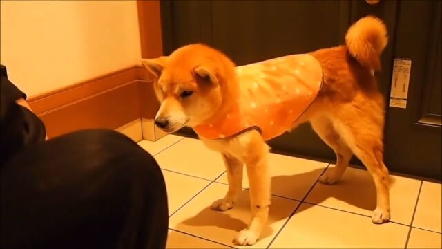 服を着ると落ち込み、脱ぐと荒ぶる柴犬クッキーさん