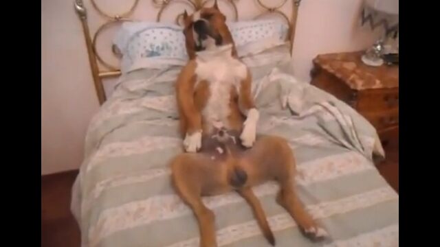 �٥åɤ˶ĸ����ǥ��ӥ������ܡ��ʤ��ʤ��Ҥɤ����֤ǵ�̲�ꤹ�븤��