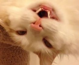 �ܤ���Ⳬ���äѤʤ����󤤾��֤�̲�äƤ�ǭ