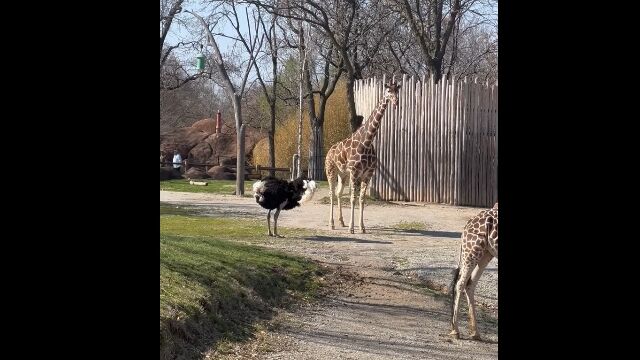 威嚇?求愛?キリンにアピールしたダチョウ、あっさりあしらわれる