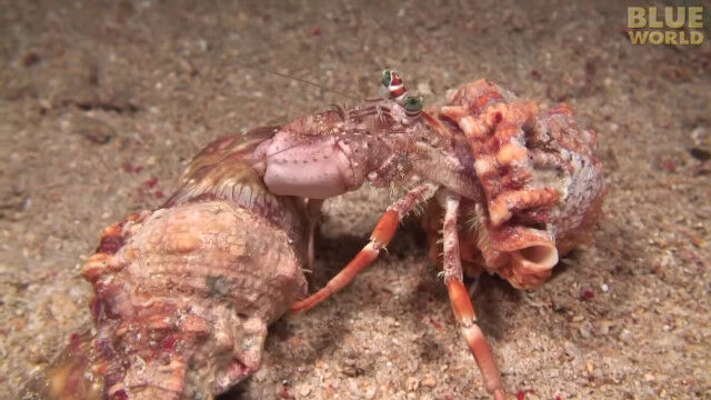 ����������㥯����������������������Ȱ��ˤ����ۤ������ɥ���