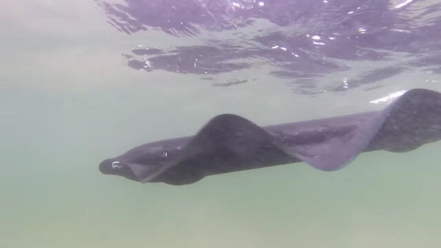 �����˱ˤ�����֤ߤ����ʿ�Φξ�ѥ��ܥåȤ��İ���