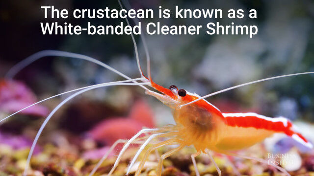 海中で口を開けると、歯のお掃除をしてくれるエビ