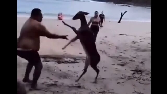 怒れるシカの猛攻に翻弄されてしまう男