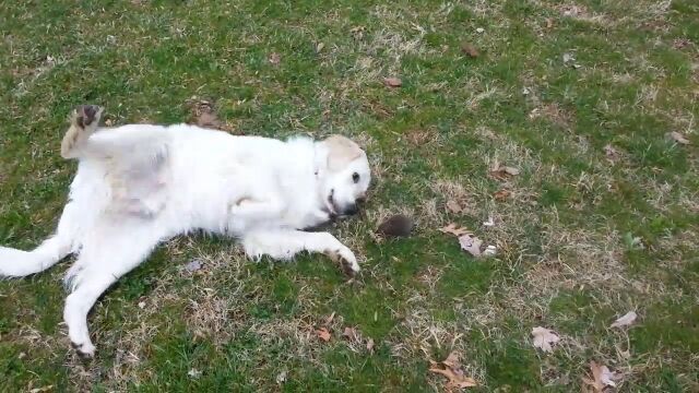 �⥰��򸫤Ĥ��ƶ�ʳ��̣�θ�������å�����